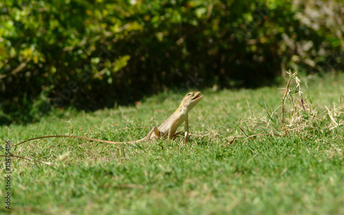 Lizard on the grass © sergeicha