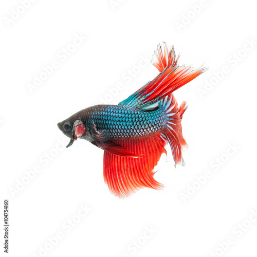 thai fighting fish . Beautiful color