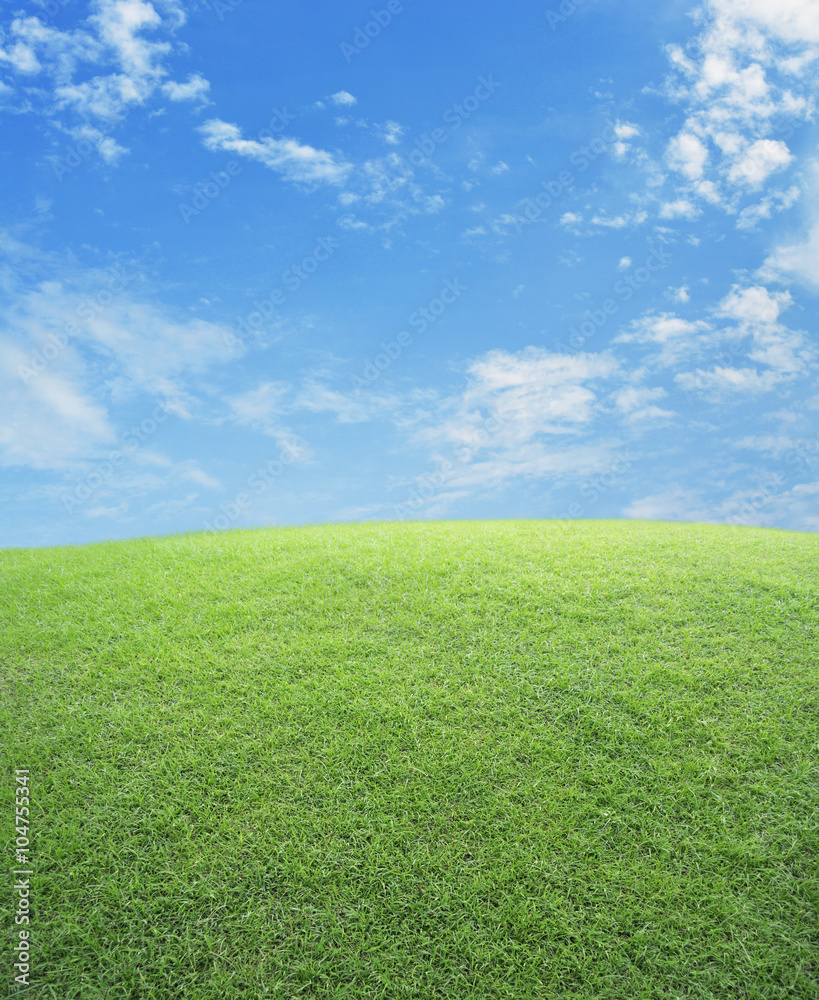 Fototapeta premium Green grass field with blue sky, nature background