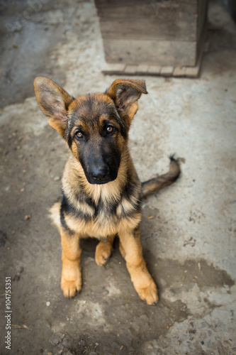 Young Shepherd puppy