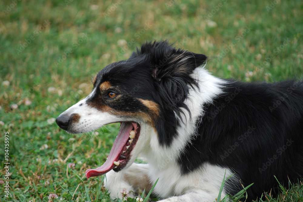 Yawning Dog