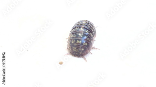 Tidy centipede crawling on white background
 photo