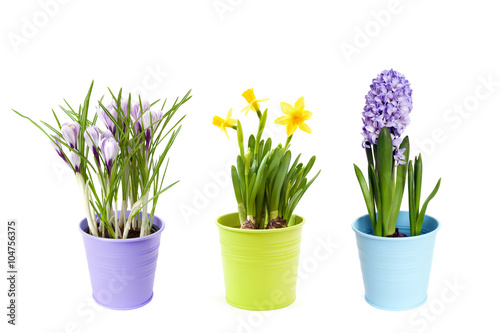 Spring flowers in pots, isolated on white background
