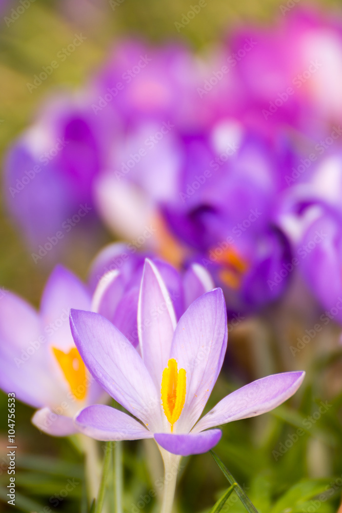 Frühling lässt grüßen Frühling lässt grüßen