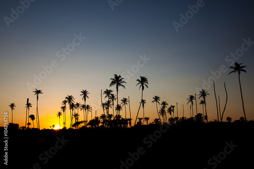 Golden Sunset photo