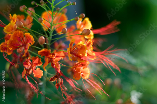 Spathodea campanulata, African tulip tree, Fountain tree, Nandi photo