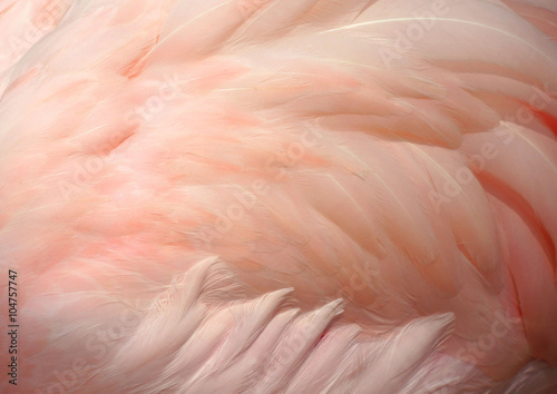 Pink flamingo feathers delicate soft for background.