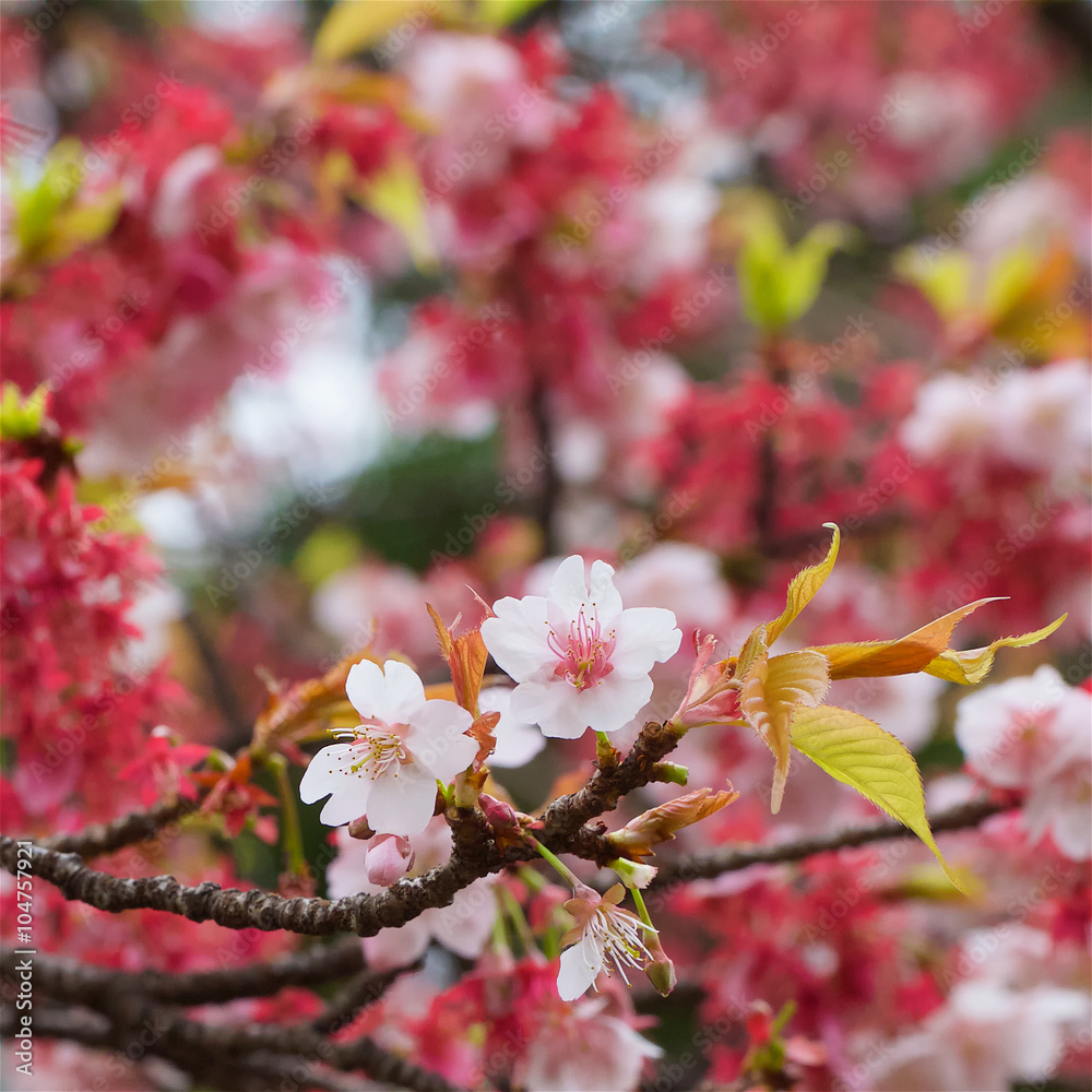 close up shot of sakura flowers, cherry blossom in early spring with shallow depth of field close up shot of sakura flowers, cherry blossom in early spring with shallow depth of field
