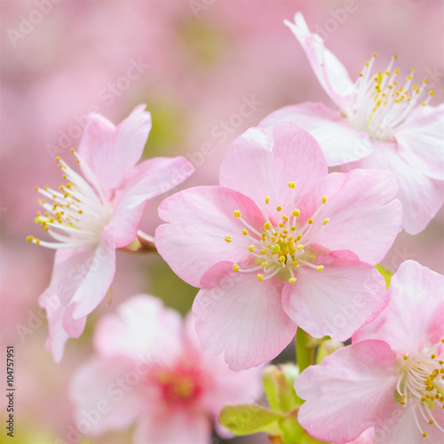 close up shot of sakura flowers, cherry blossom in early spring with shallow depth of field