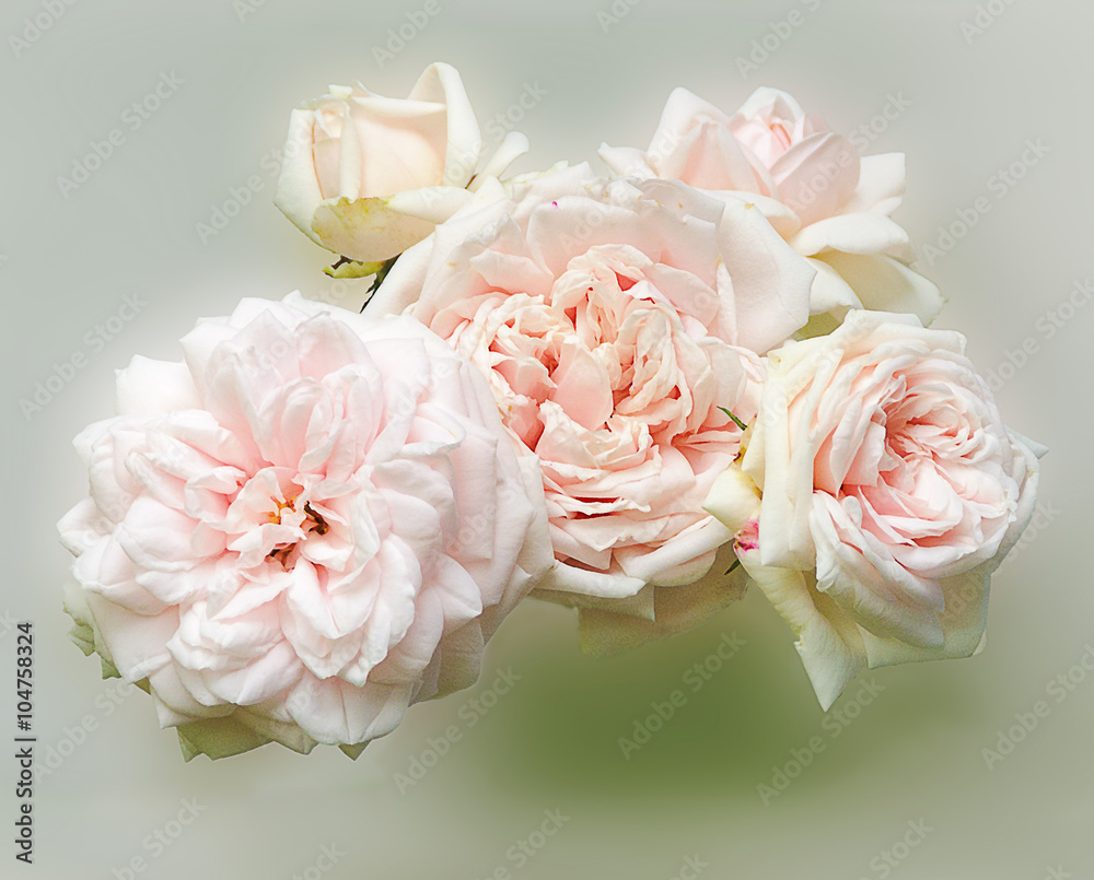 blossoms of pink roses blossoms of pink roses