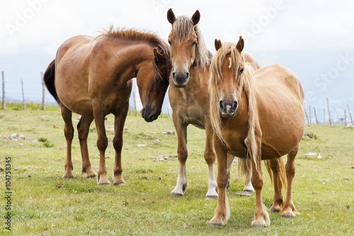 horses  grazing in green mountains  of Cap Ortegal, Galicia, Spain © GDM photo and video