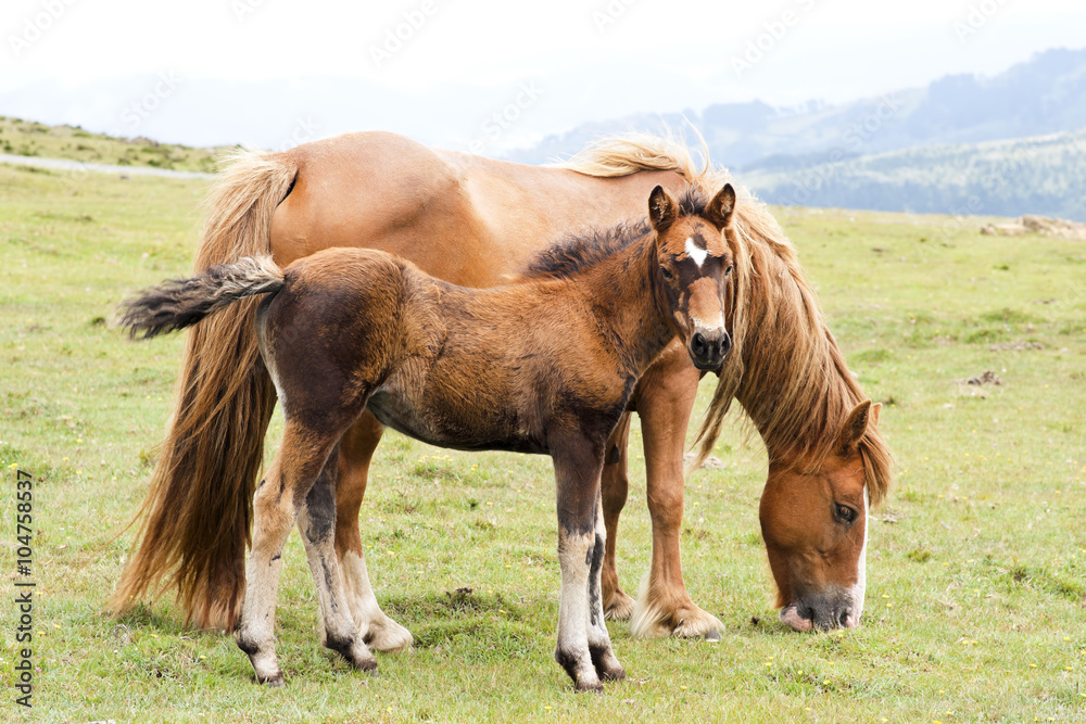 horses  grazing in green mountains  of Cap Ortegal, Galicia, Spain