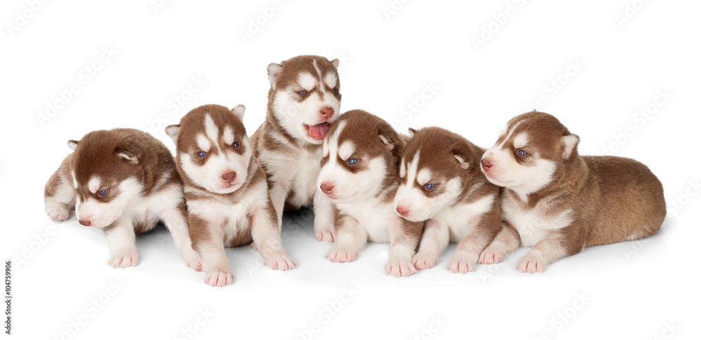 Litter of Siberian cooper red husky puppies Litter of Siberian cooper red husky puppies
