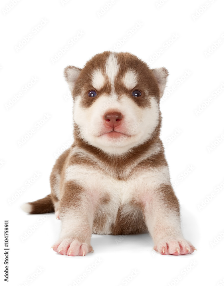 Fototapeta premium Siberian cooper red husky puppy