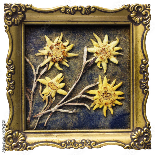 Aged edelweiss in picture frame