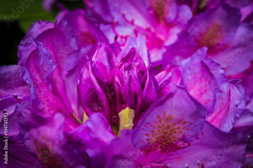 Rhododendron Blüte - Secret Garden