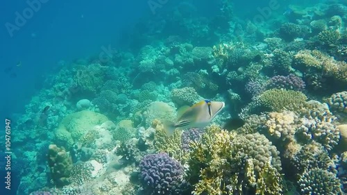 Fish of the Red Sea, Underwater Picasso-triggerfish photo