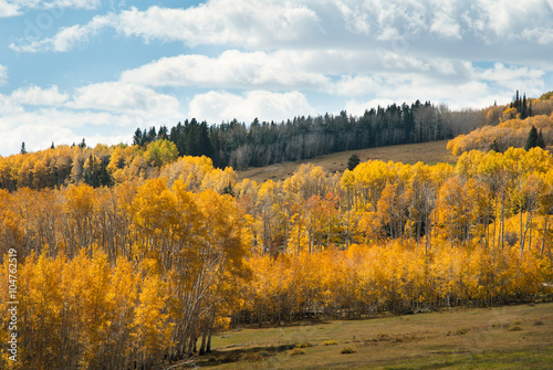 Aspens in Fall, Utah, USA