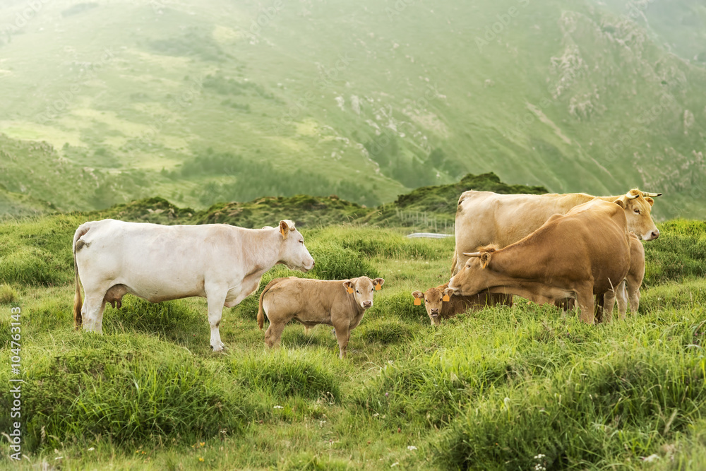 cows and calves grazing in the green mountains of Cape Ortegal, Galicia, Spain cows and calves grazing in the green mountains of Cape Ortegal, Galicia, Spain