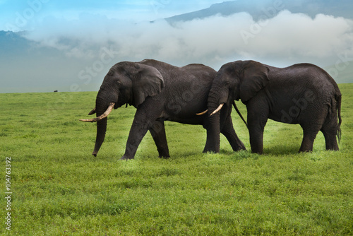 Two bull elephants in Ngorongoro Crater, Tanzania, Africa