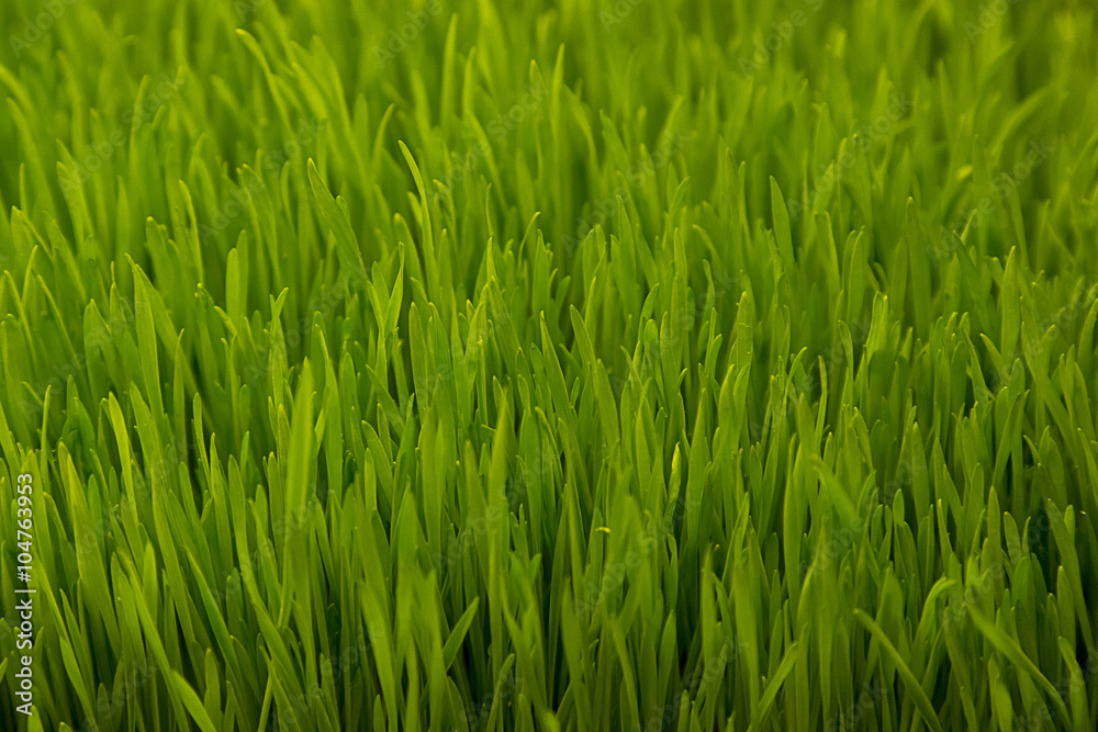 Green wheat sprouts. Green grass close-up Green wheat sprouts. Green grass close-up