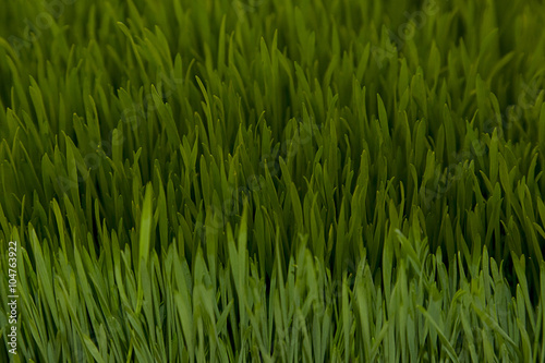 Green wheat sprouts. Green grass close-up