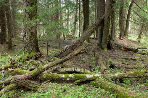 Springtime wetland stand of Bialowieza Forest