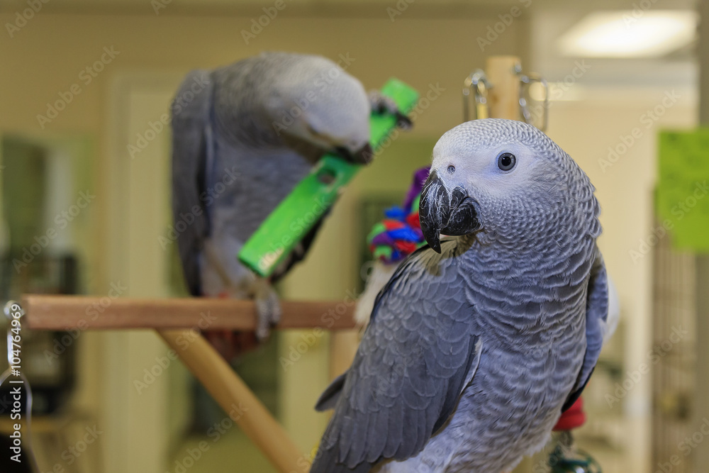 Fototapeta premium Young African Grey Parrots