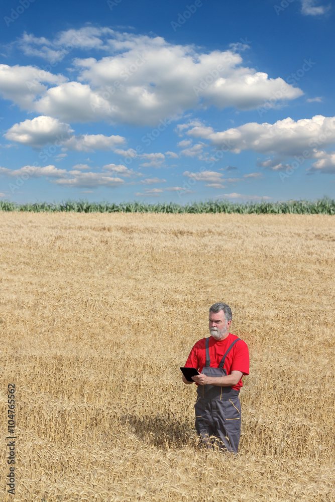 Agricultural scene, farmer or agronomist inspect wheat field Agricultural scene, farmer or agronomist inspect wheat field
