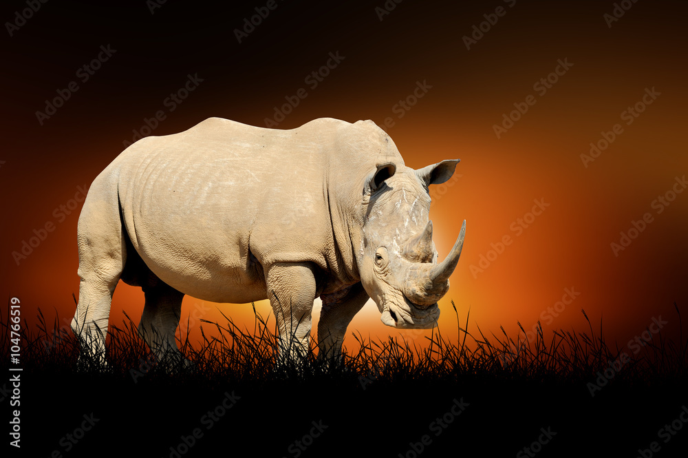 Naklejka premium Rhino on the background of sunset