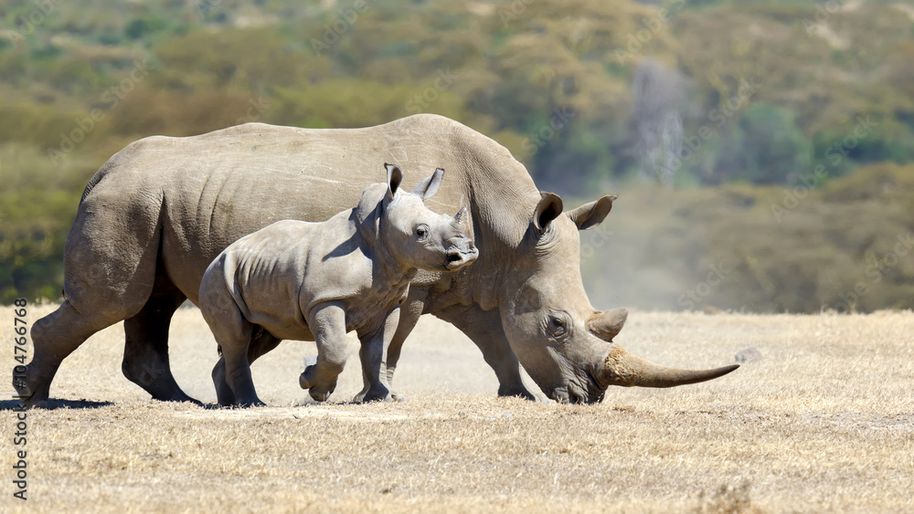 Naklejka premium African white rhino