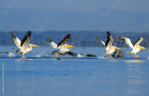 Great white pelican