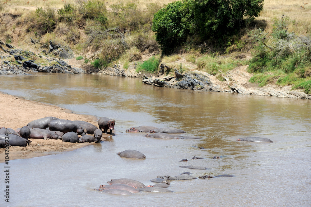 Fototapeta premium Hippo in the water