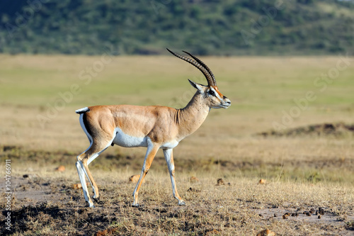 Thomson's gazelle on savanna
