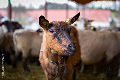 Portrait of a brown goat in barn