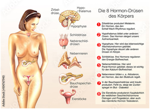 Die 8 Hormon-Drüsen des Körpers photo