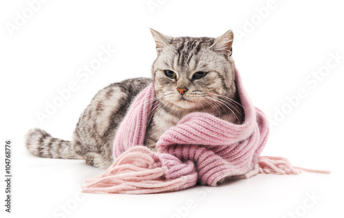 Cat in a scarf.