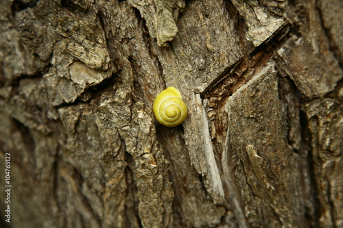 Yellow snail on a tree bark