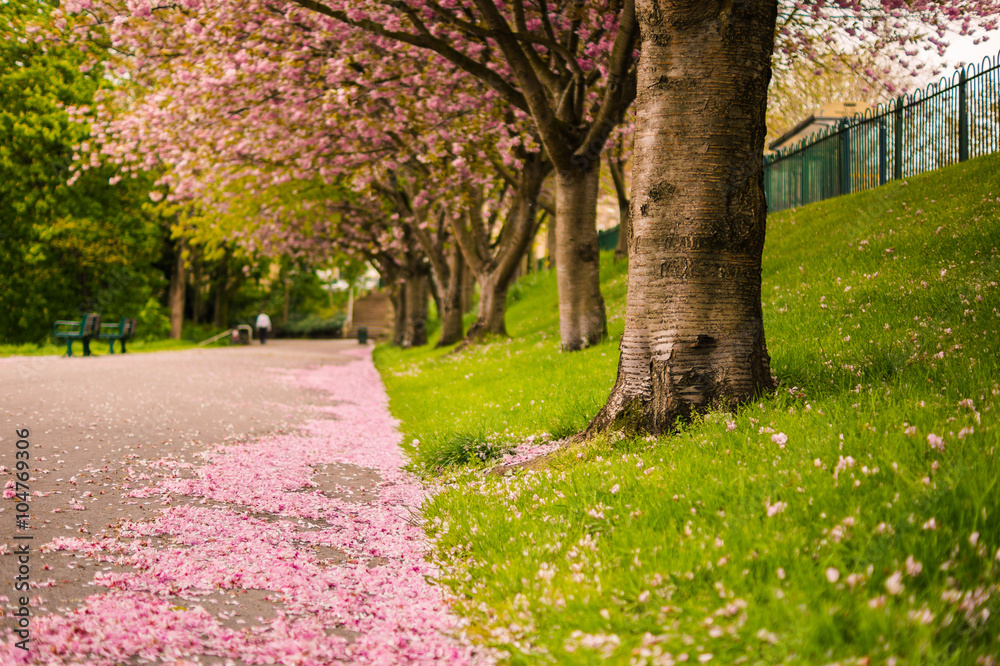 Cherry blossoms in Spring at Crookes Valley Park in Sheffield
