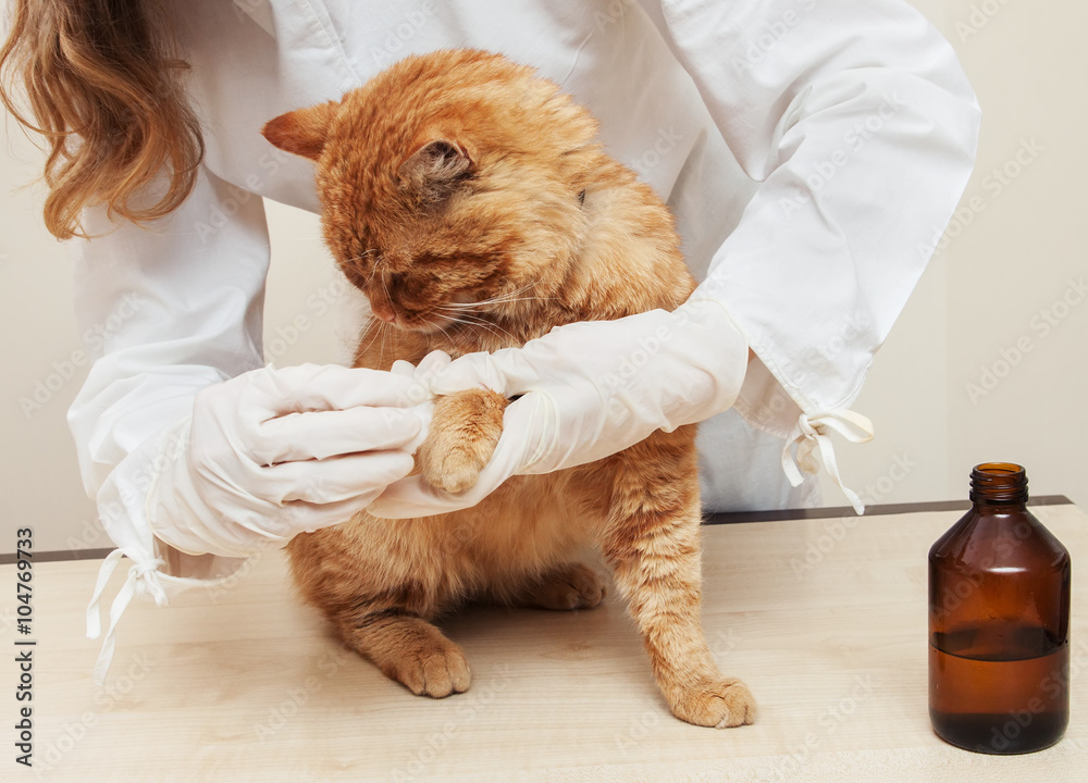 Fototapeta premium Veterinary Nurse Examining sick red сat In Surgery.Sick paw