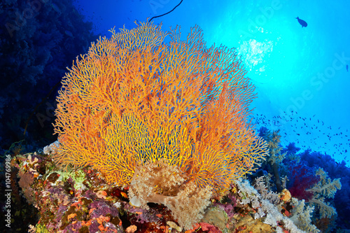 Hickson's fan coral (Subergorgia hicksoni Kashman) in the Red Sea, Egypt.  photo