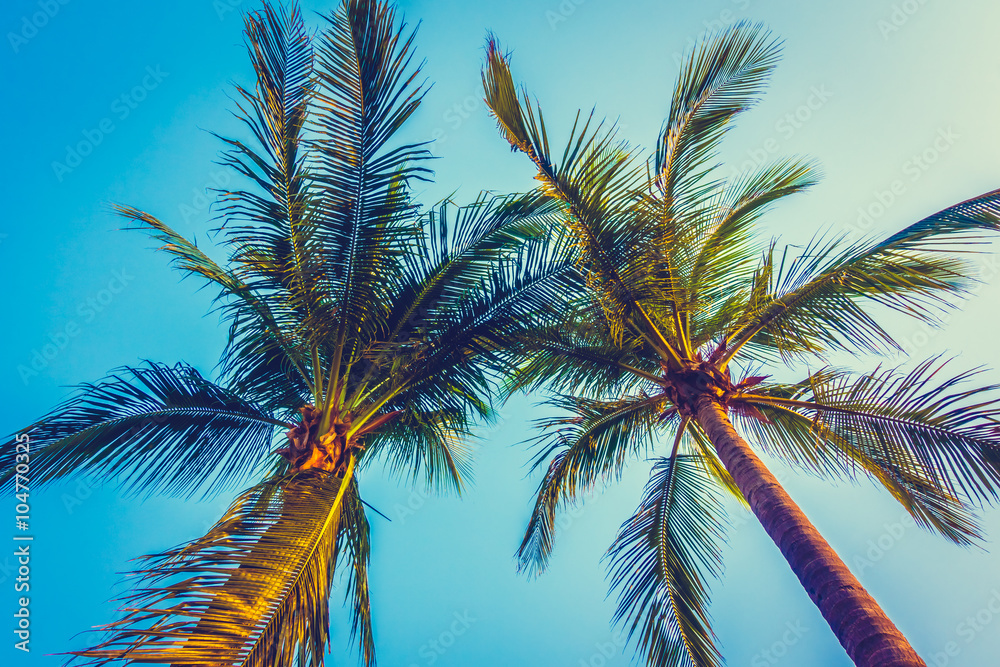 Beautiful palm tree on blue sky
