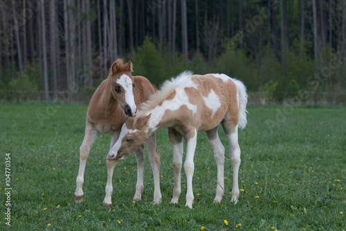 Two lovely foals playing on pasture