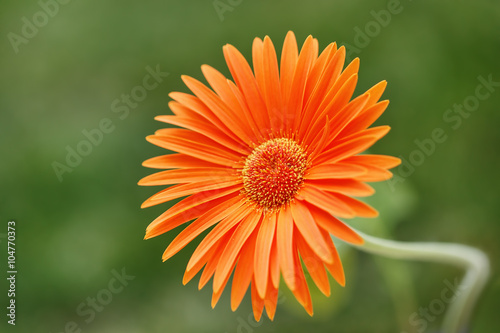 Gerbera Orange