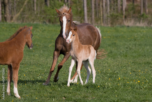 Pony mare with little foal