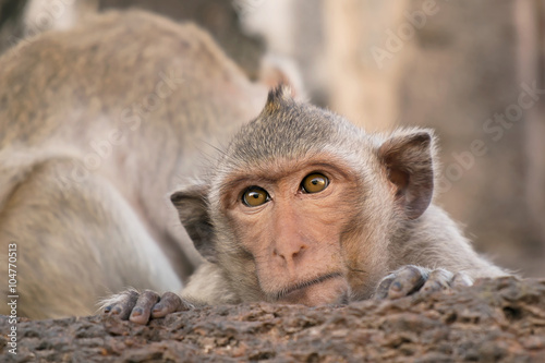 Monkey / Portrait of monkeys, Lopburi, Thailand.