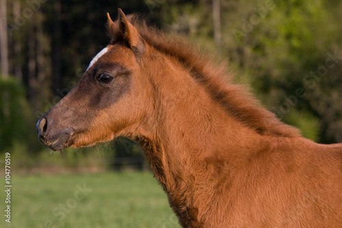 Portrait of lovely brown foal