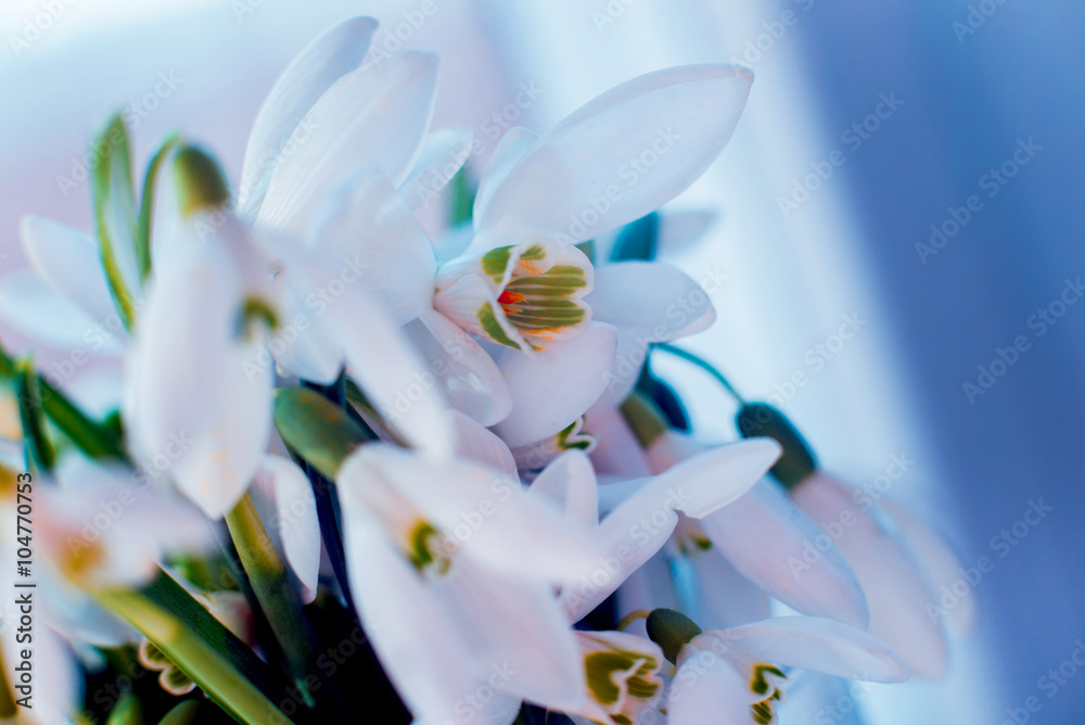 Obraz premium Beautiful snowdrop flower. Macro.