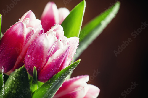 Fototapeta Naklejka Na Ścianę i Meble -  Bouquet of beautiful pink and white tulips with dew drops, selec