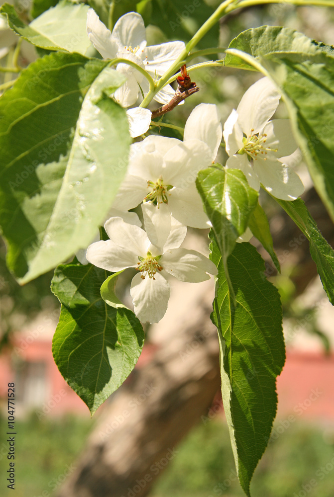 Fototapeta premium Apple tree flower
